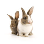 1104_two_bunnies